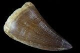 Mosasaur (Prognathodon) Tooth #79797-1